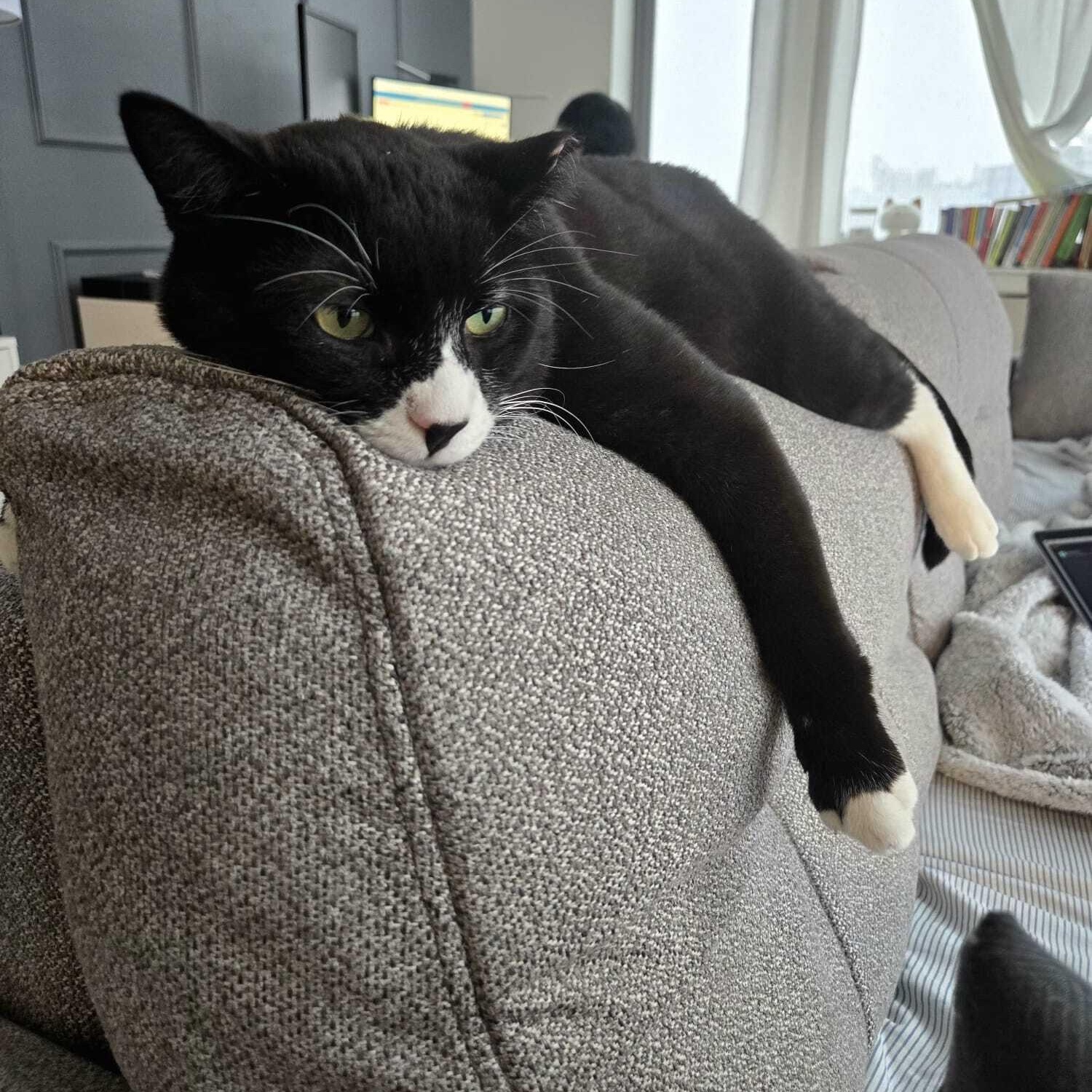 Enlarge Cookie Coquito, a Adoptable Domestic Short Hair in Long Island City, NY image 2/6