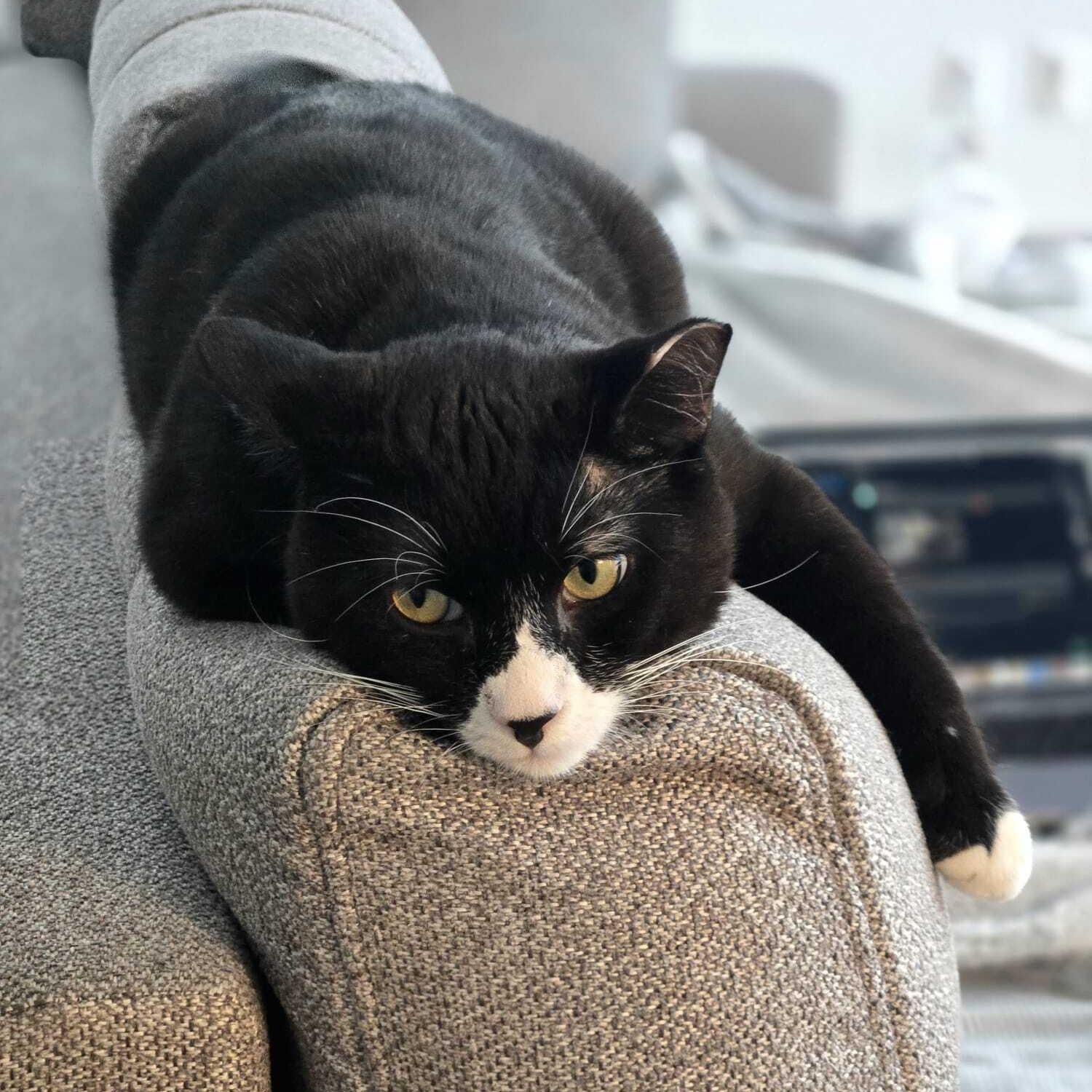 Enlarge Cookie Coquito, a Adoptable Domestic Short Hair in Long Island City, NY image 5/6