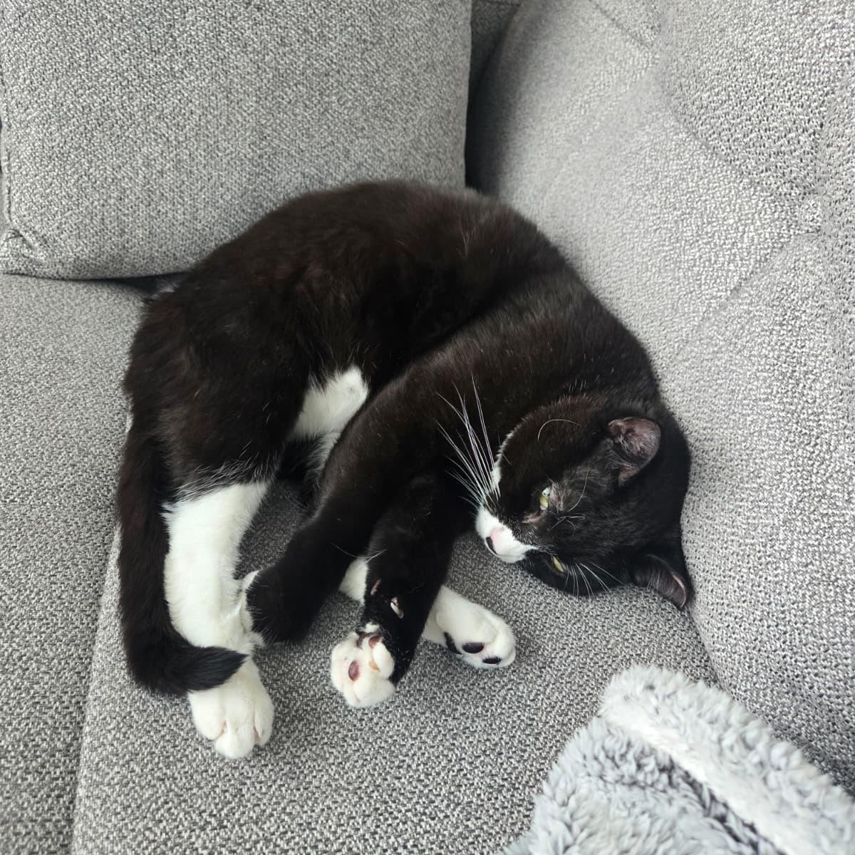 Enlarge Cookie Coquito, a Adoptable Domestic Short Hair in Long Island City, NY image 6/6