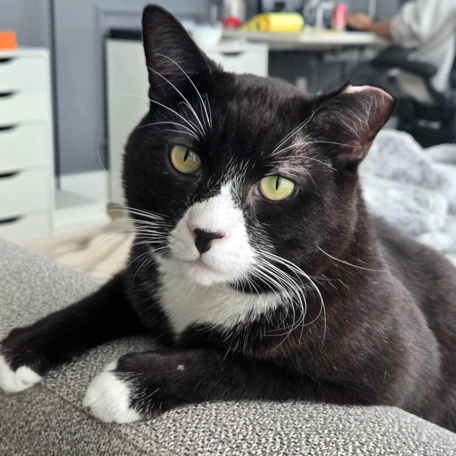 Enlarge Cookie Coquito, a Adoptable Domestic Short Hair in Long Island City, NY image 1/6