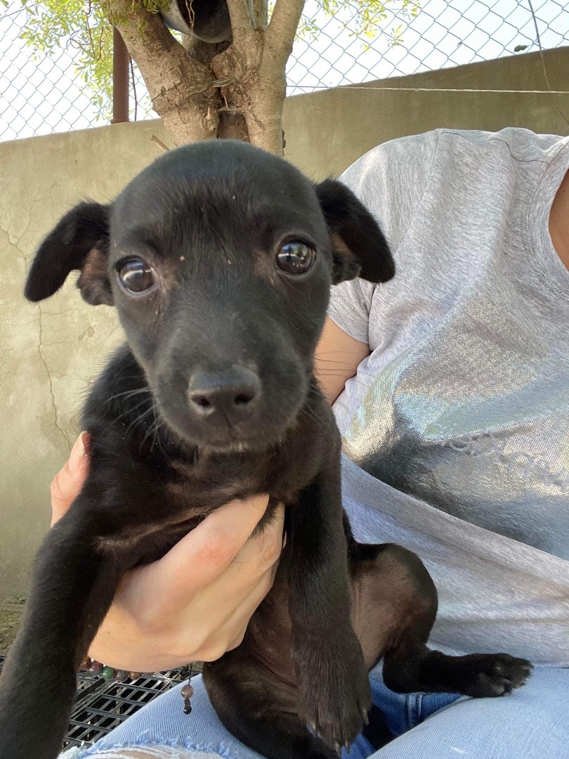 Cleo, a Adoptable mixed breed in Coatesville, PA image 3/5