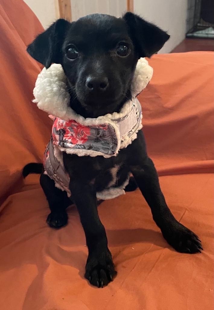 Cleo, a Adoptable mixed breed in Coatesville, PA image 1/5