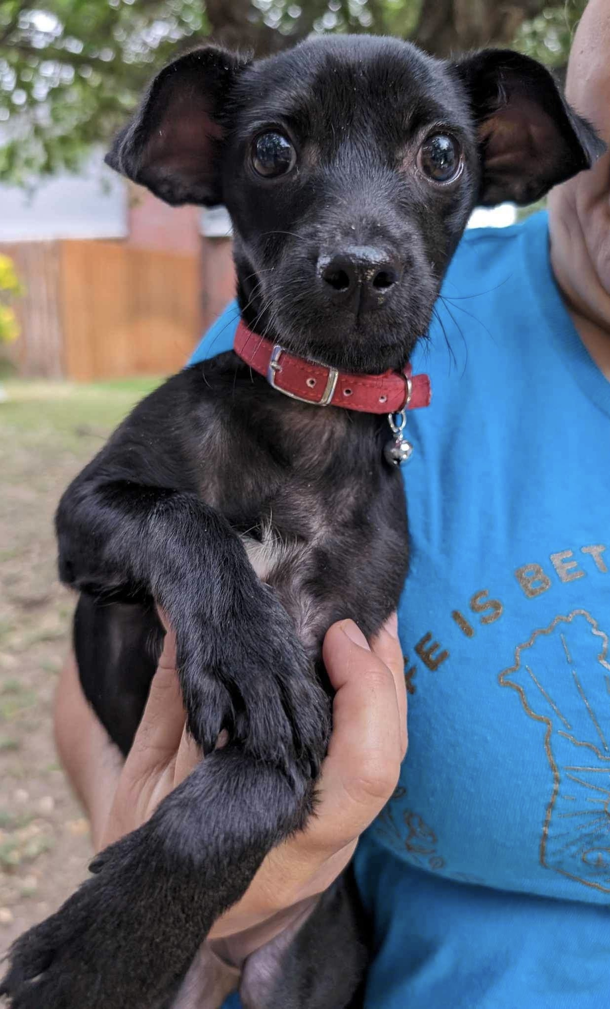 Cleo, a Adoptable mixed breed in Coatesville, PA image 2/5