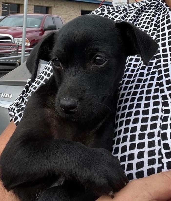 Cleo, a Adoptable mixed breed in Coatesville, PA image 4/5