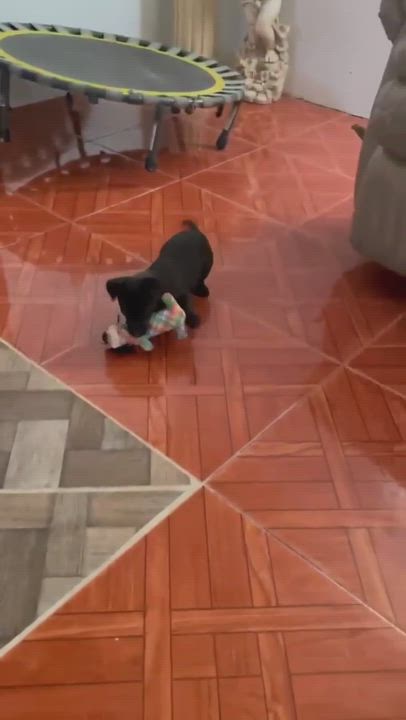 Enlarge Cleo, a Adoptable mixed breed in Coatesville, PA video 5/5