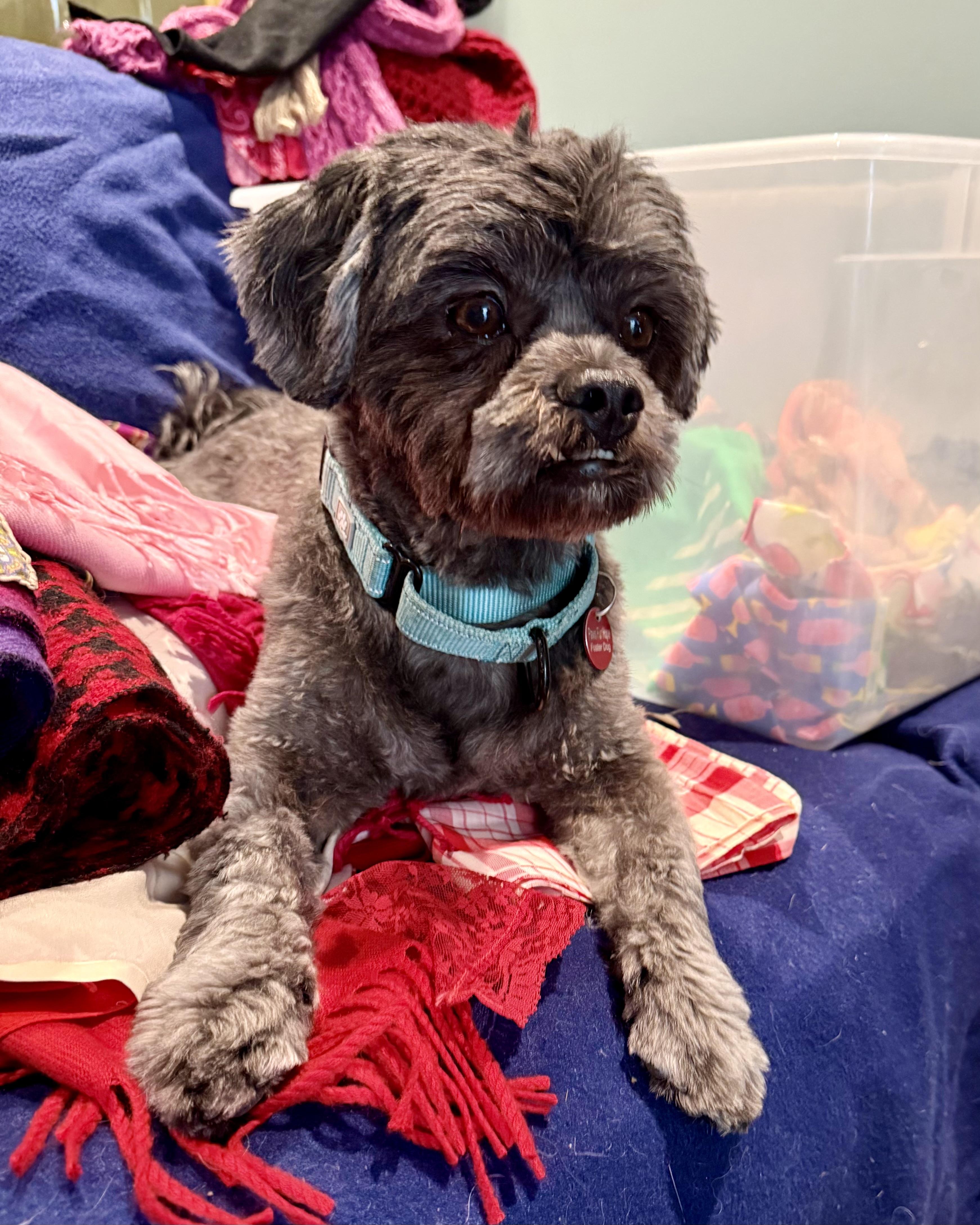 Enlarge Kobe, a Adoptable mixed breed in Glendale, CA image 1/6