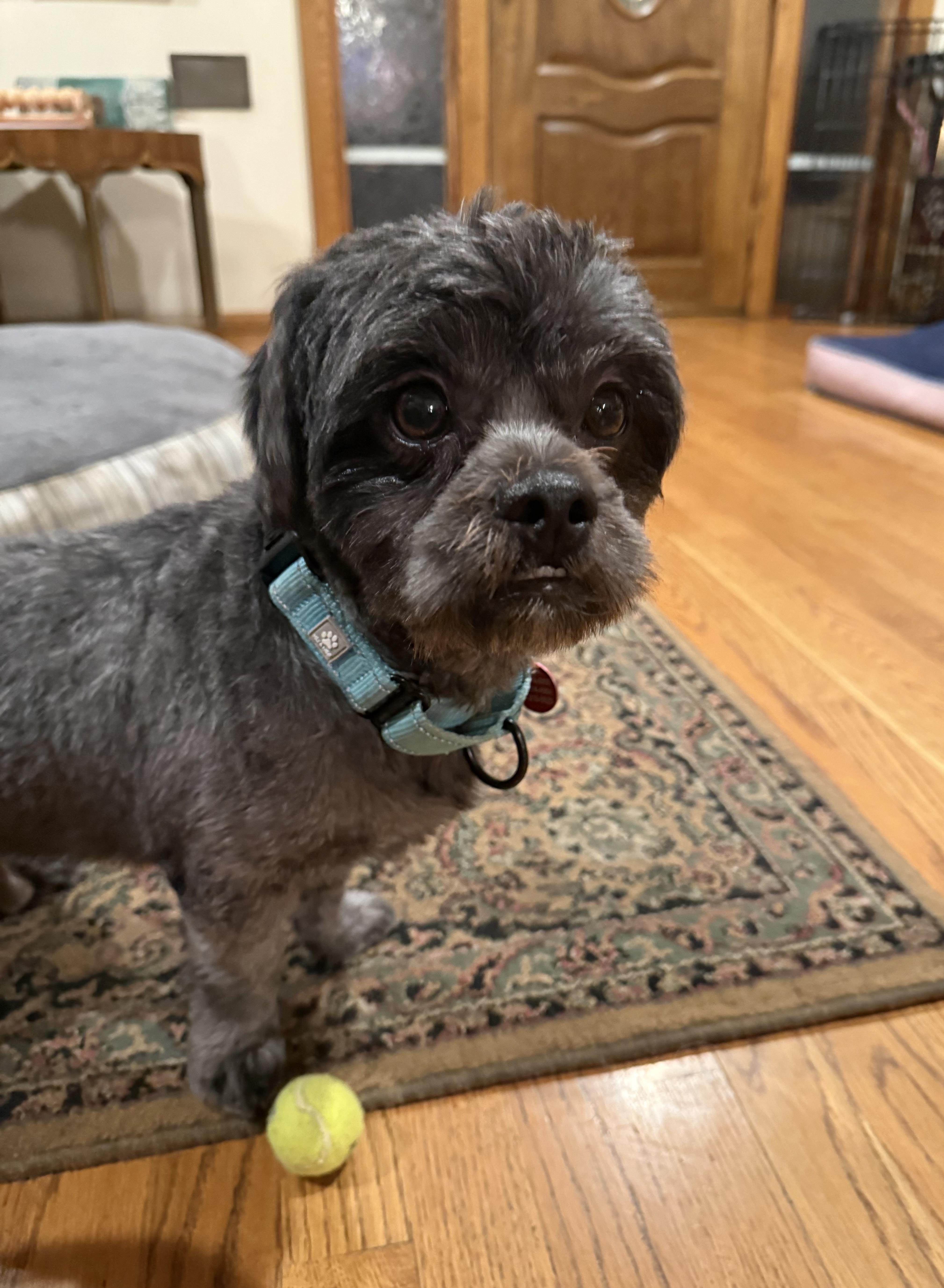 Enlarge Kobe, a Adoptable mixed breed in Glendale, CA image 6/6