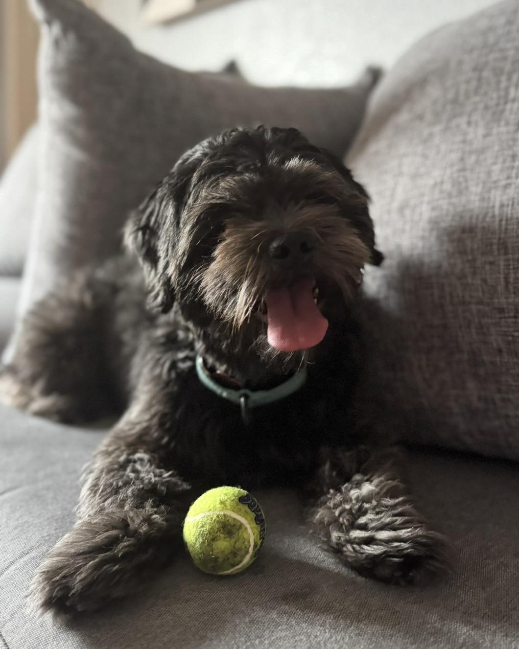 Enlarge Kobe, a Adoptable mixed breed in Glendale, CA image 4/6