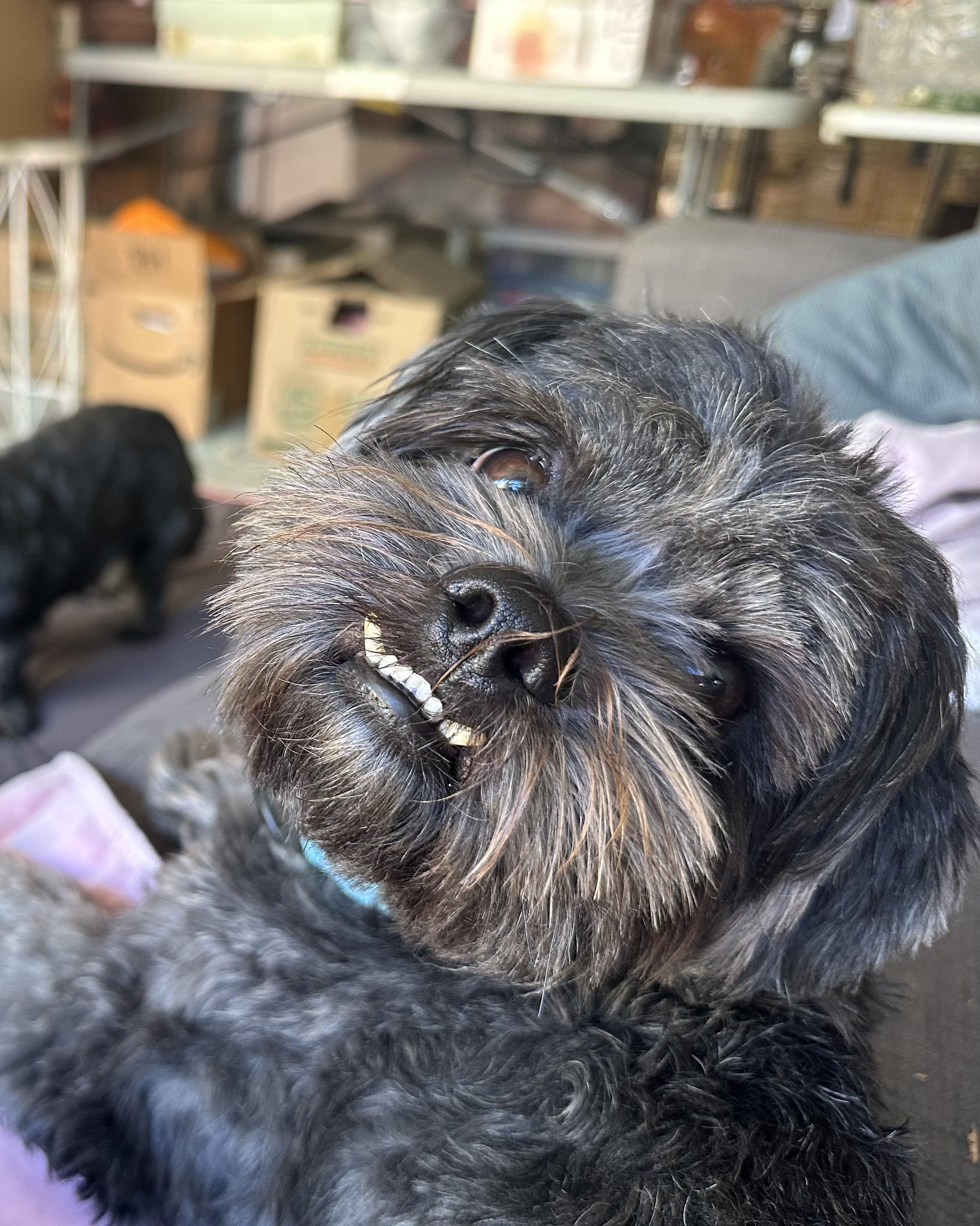 Enlarge Kobe, a Adoptable mixed breed in Glendale, CA image 2/6