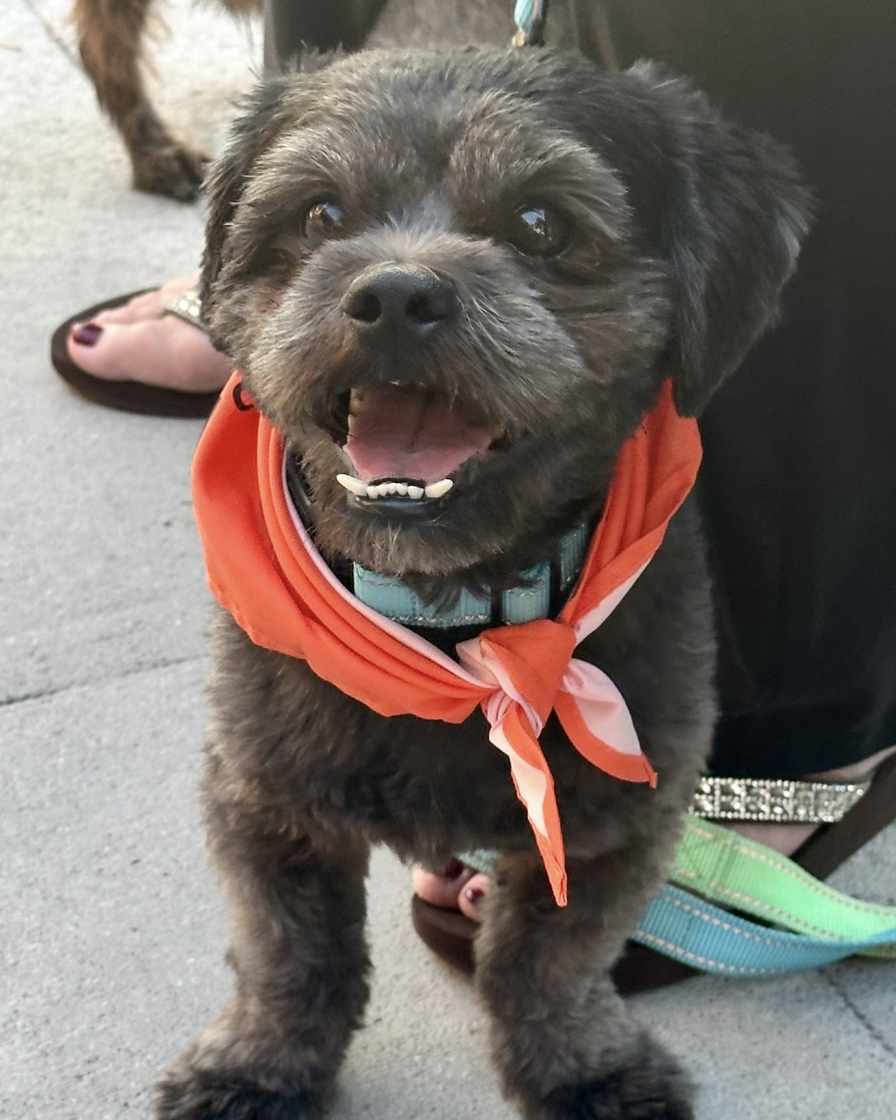 Enlarge Kobe, a Adoptable mixed breed in Glendale, CA image 3/6