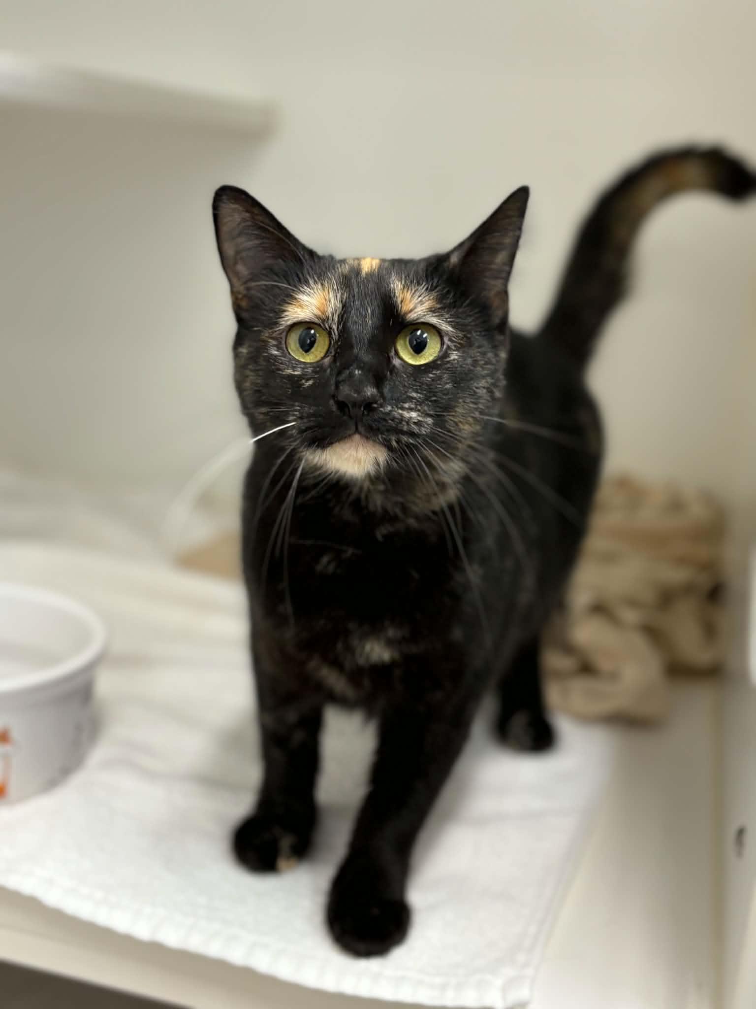 Starshine, adopted, Young Female Domestic Short Hair & Tortoiseshell.