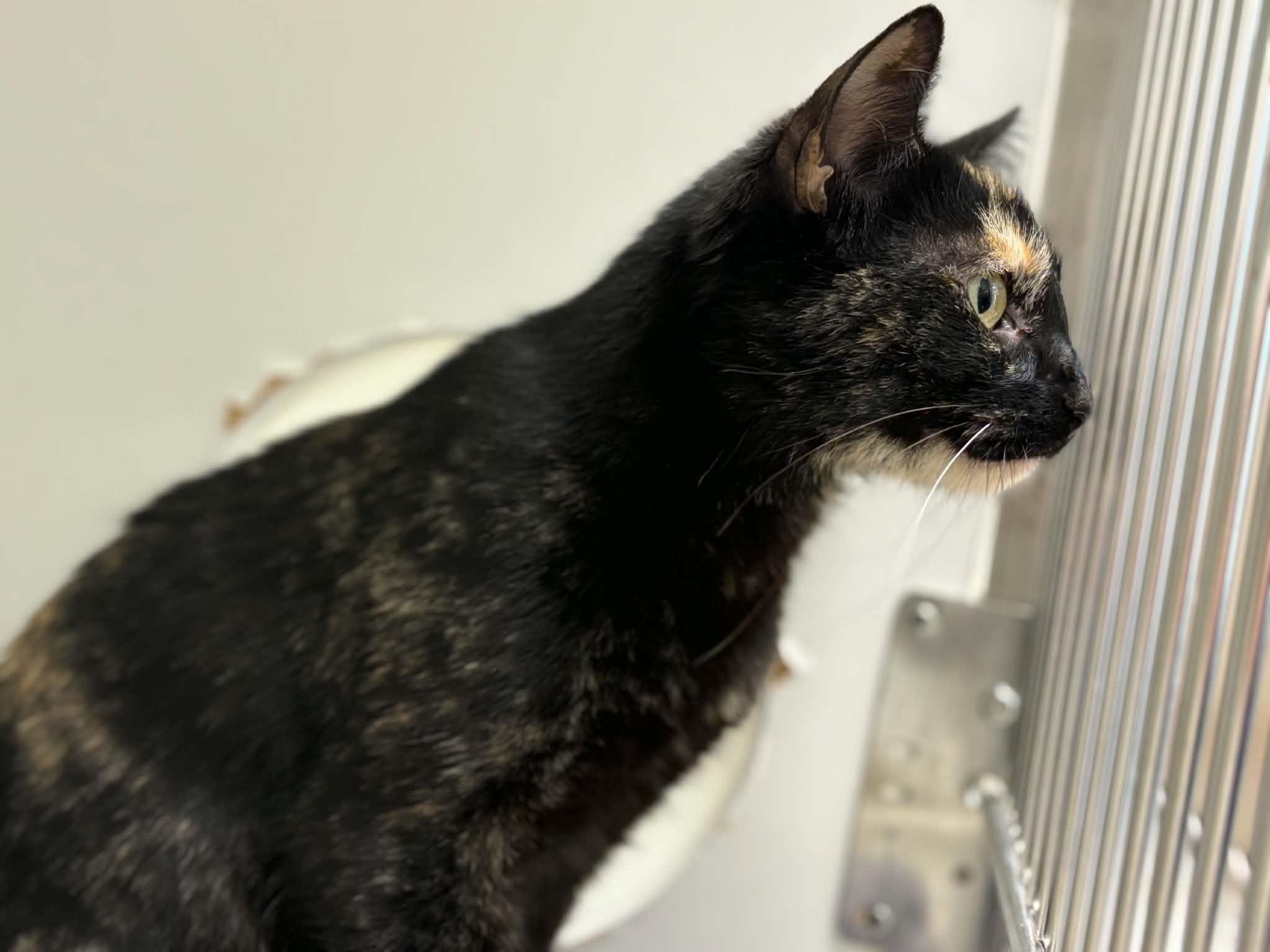 Starshine, an adopted mixed breed in Grants Pass, OR image 2/2