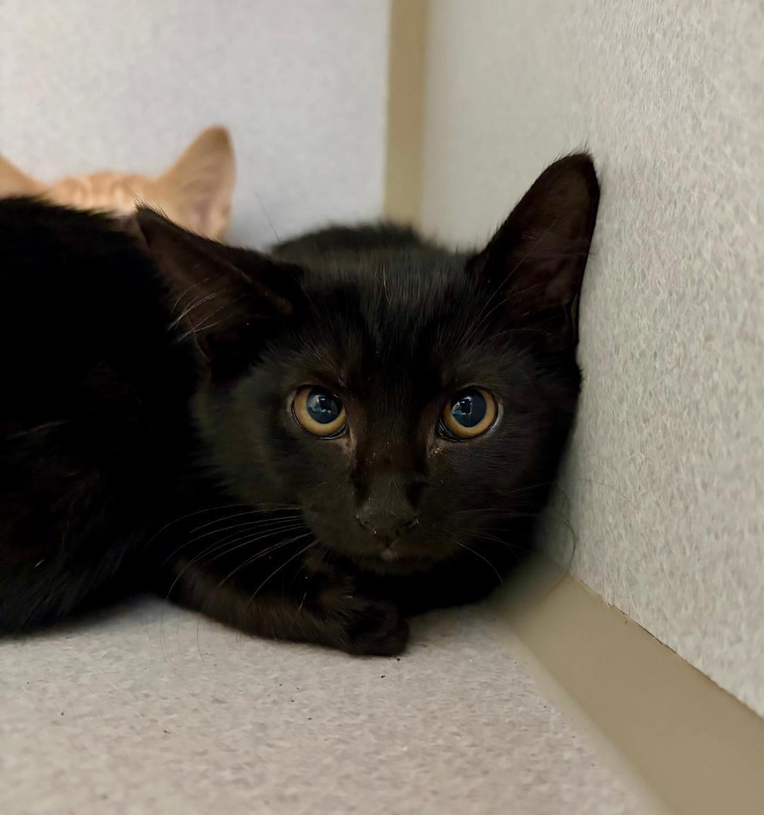 Enlarge Fred, a Adoptable Domestic Short Hair in Winter Haven, FL image 3/3