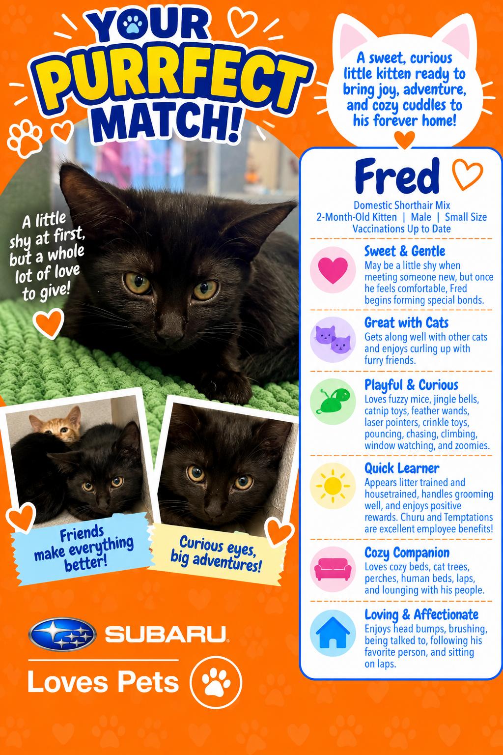 Fred, Adoptable, Kitten Male Domestic Short Hair.