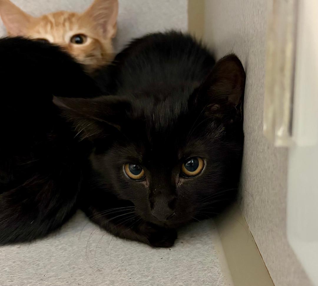 Enlarge Fred, a Adoptable Domestic Short Hair in Winter Haven, FL image 2/3
