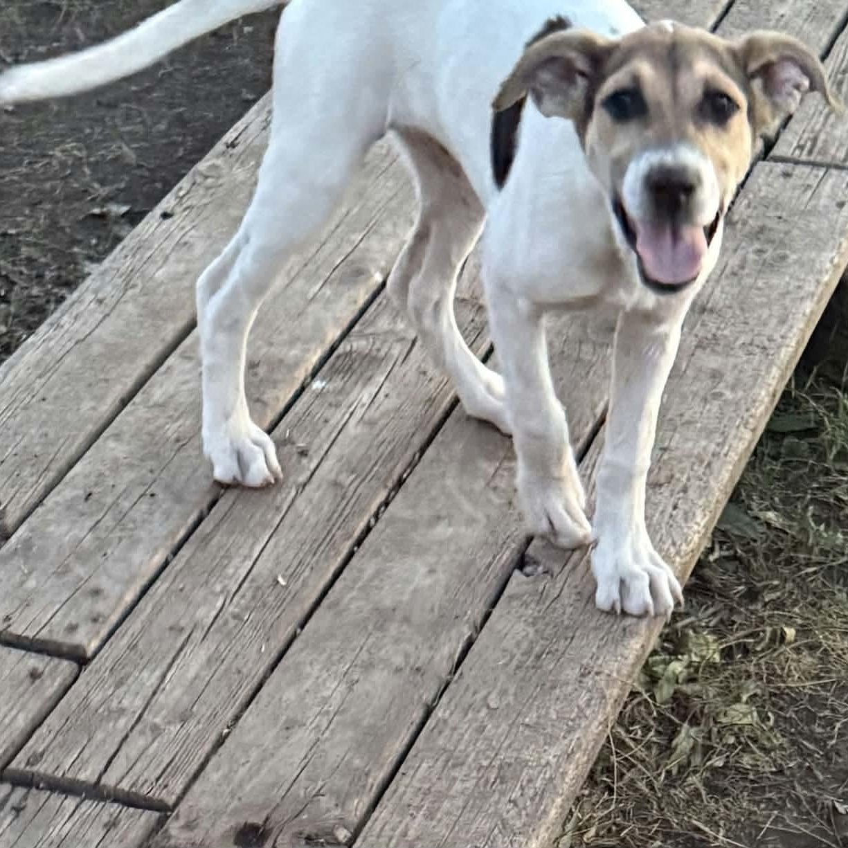 Enlarge Spencer, a Adoptable mixed breed in Glenolden, PA image 1/6
