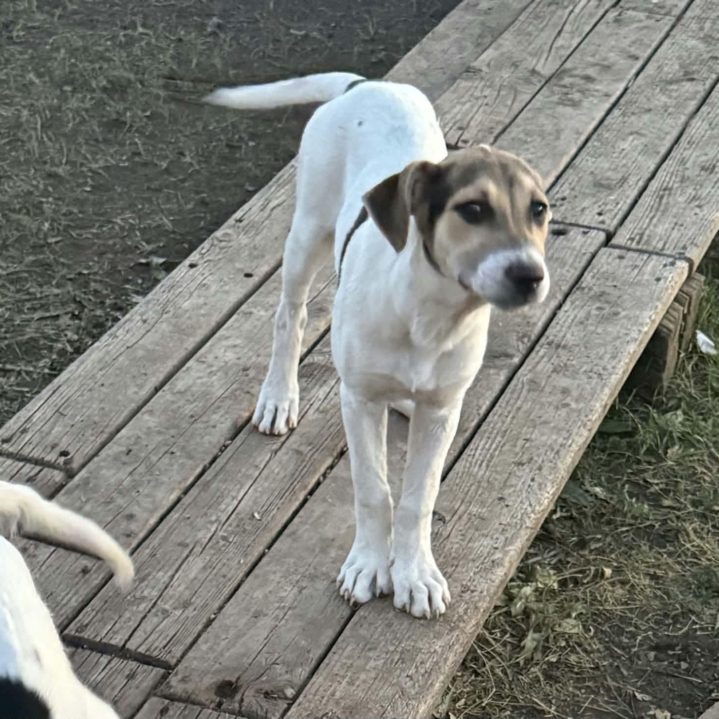 Enlarge Spencer, a Adoptable mixed breed in Glenolden, PA image 3/6