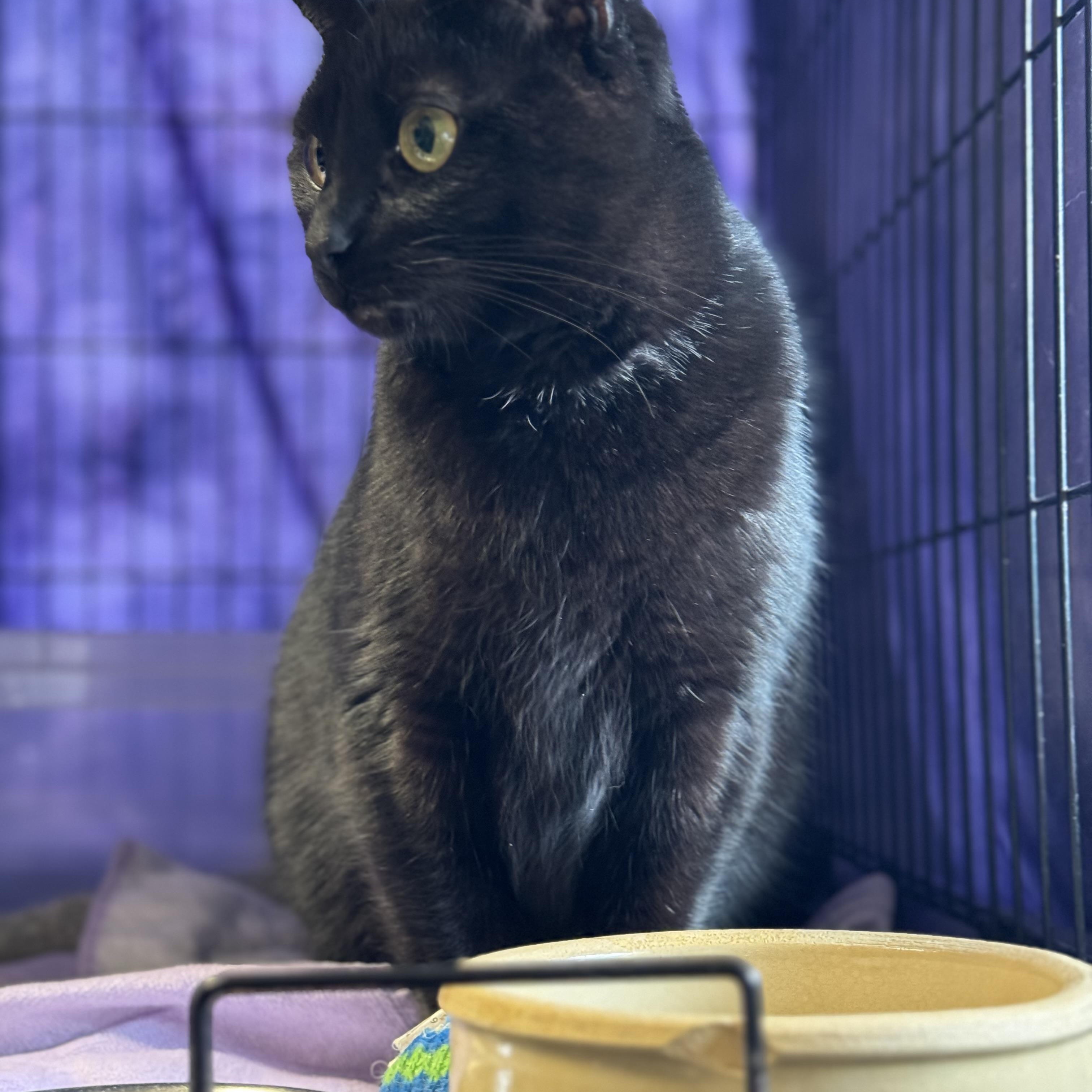 Enlarge Moonie, a Adopted Domestic Short Hair in Willimantic, CT image 4/6