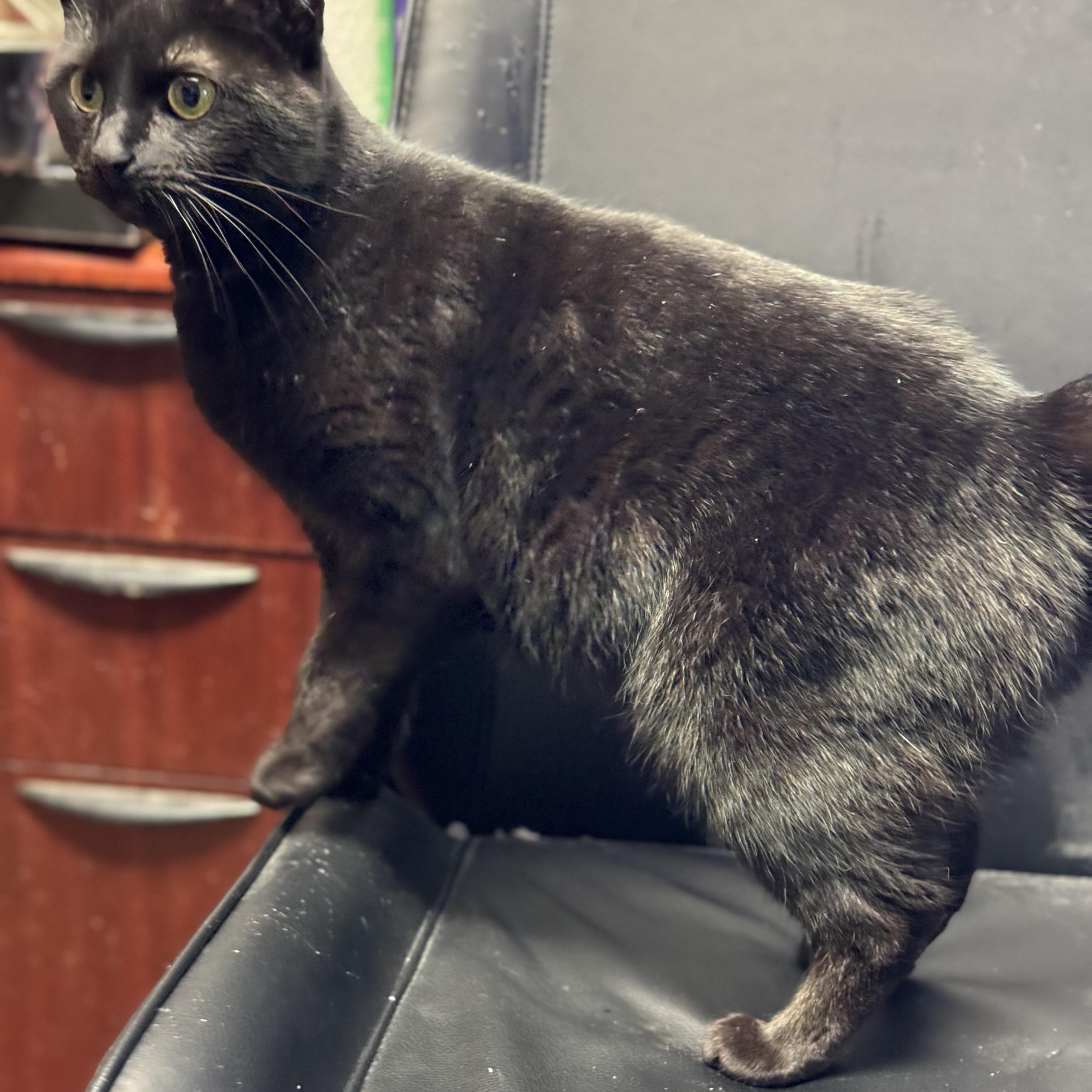 Enlarge Moonie, a Adopted Domestic Short Hair in Willimantic, CT image 5/6