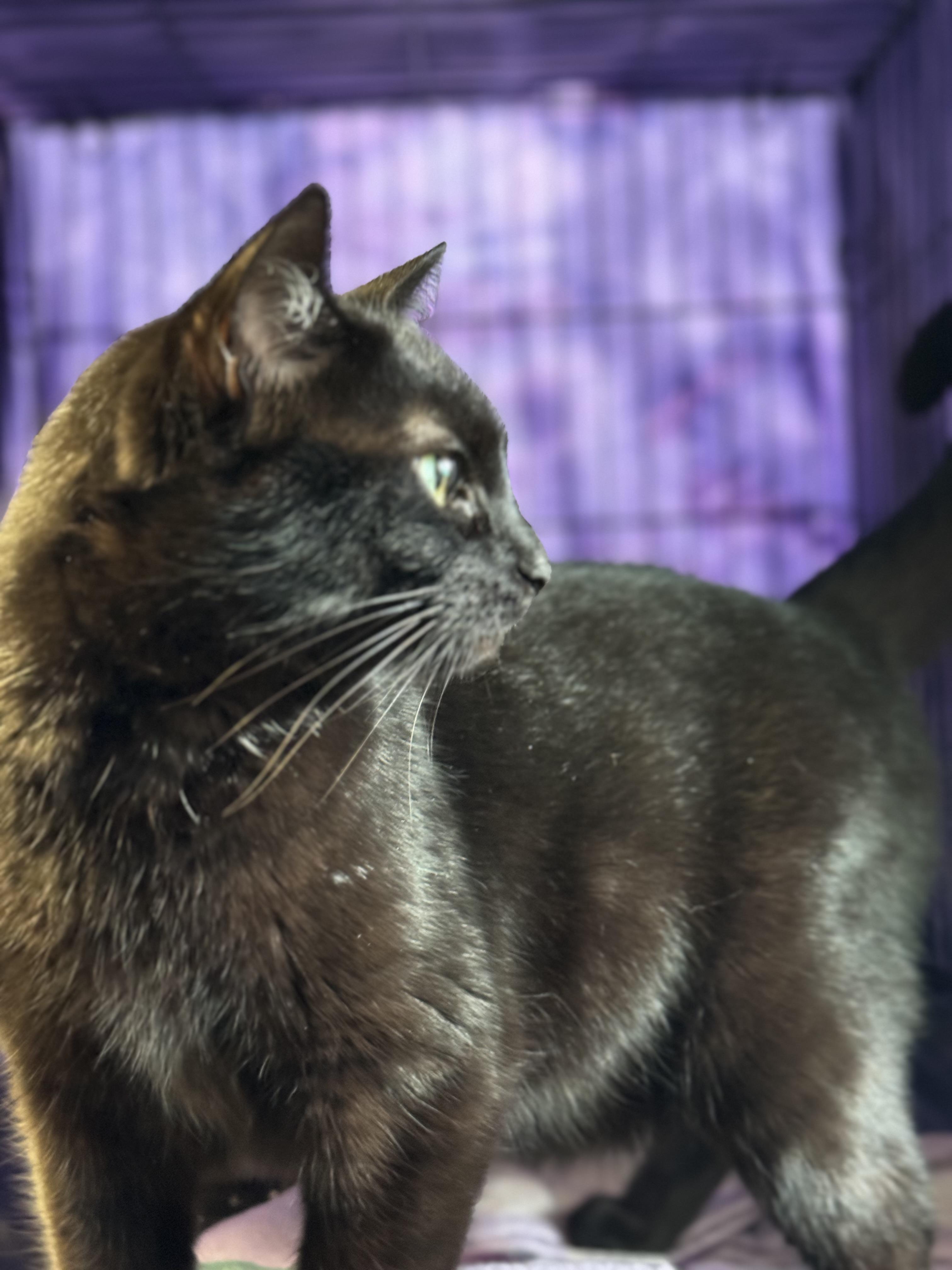 Enlarge Moonie, a Adopted Domestic Short Hair in Willimantic, CT image 6/6