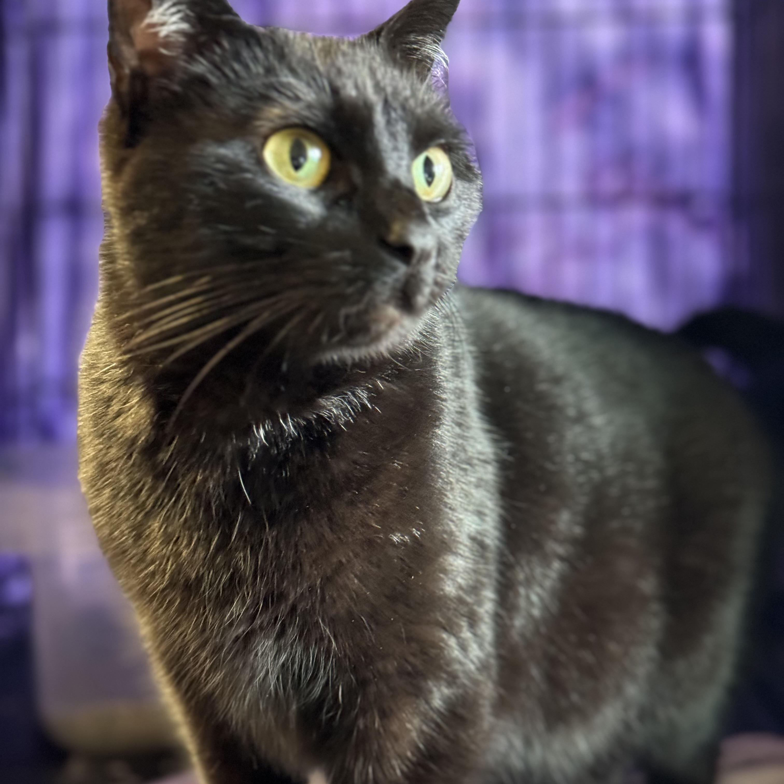 Enlarge Moonie, a Adopted Domestic Short Hair in Willimantic, CT image 1/6