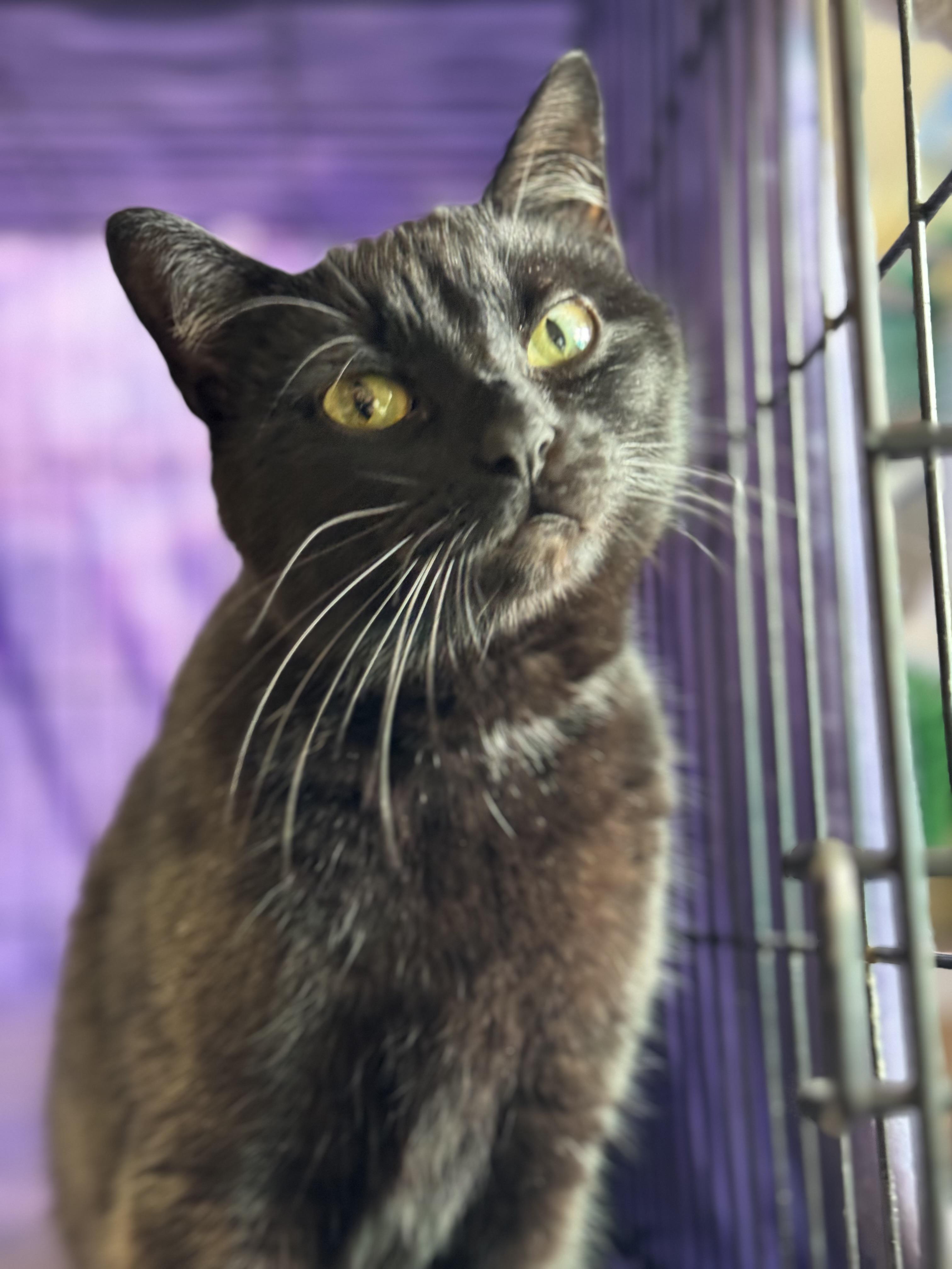 Enlarge Moonie, a Adopted Domestic Short Hair in Willimantic, CT image 2/6