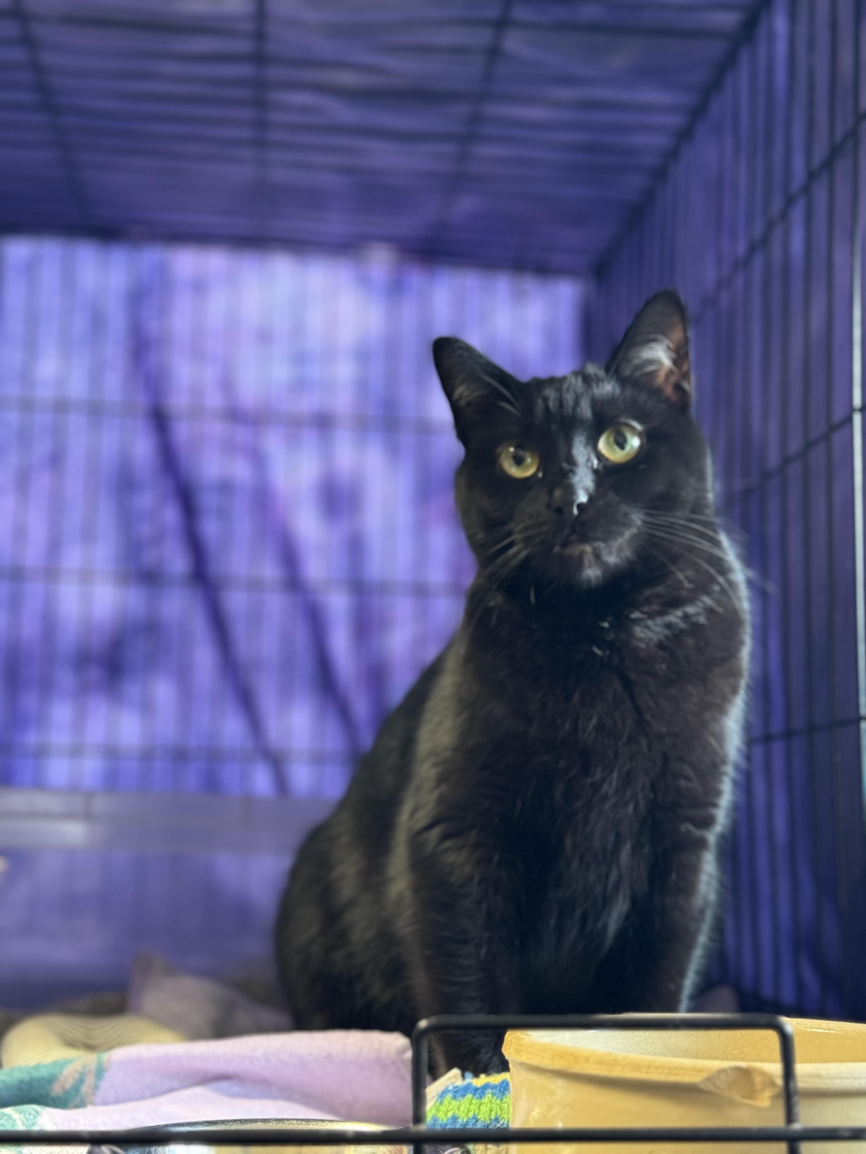 Enlarge Moonie, a Adopted Domestic Short Hair in Willimantic, CT image 3/6