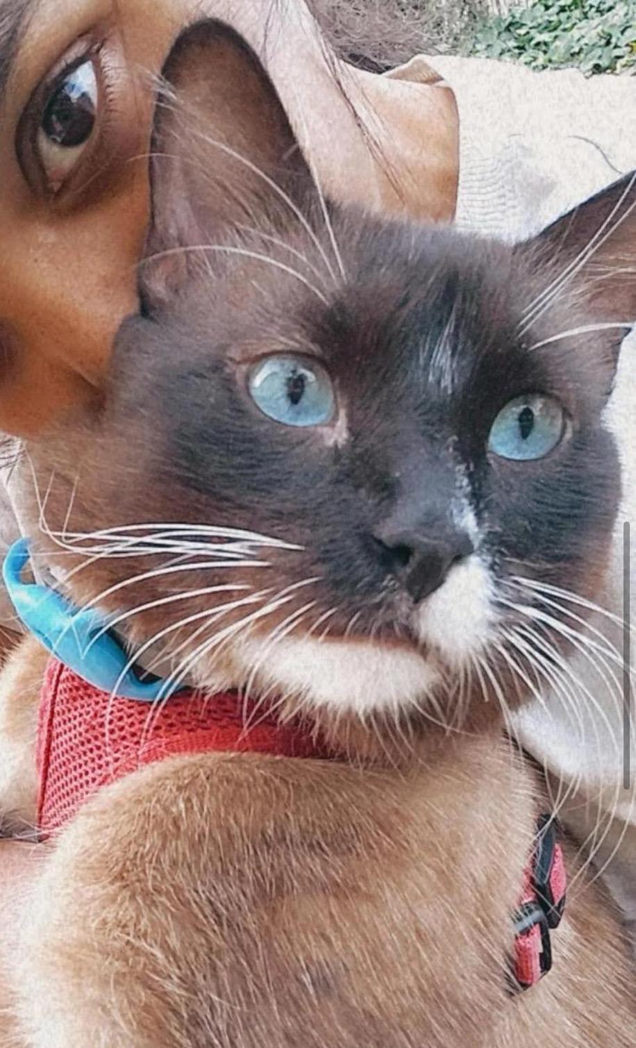 Mr Man (Odie), a Adoptable Ragdoll in Murrieta, CA image 5/5