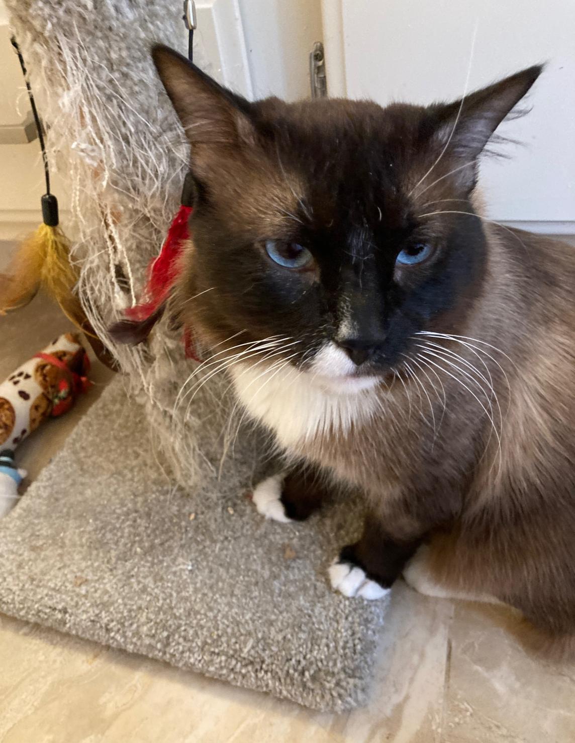 Mr Man (Odie), a Adoptable Ragdoll in Murrieta, CA image 1/5