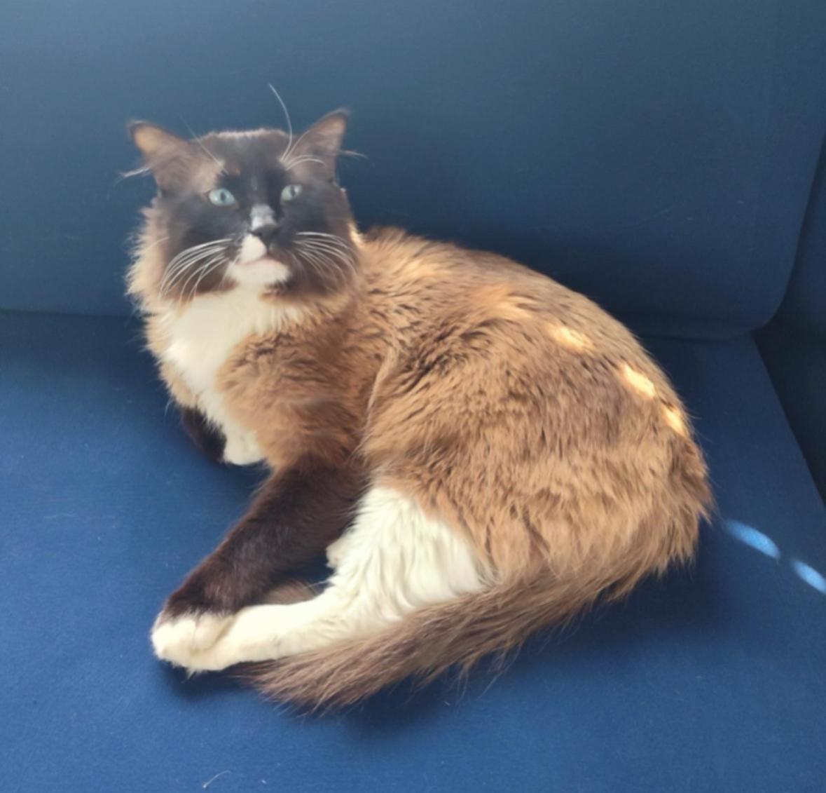 Mr Man (Odie), Adoptable, Adult Male Ragdoll.