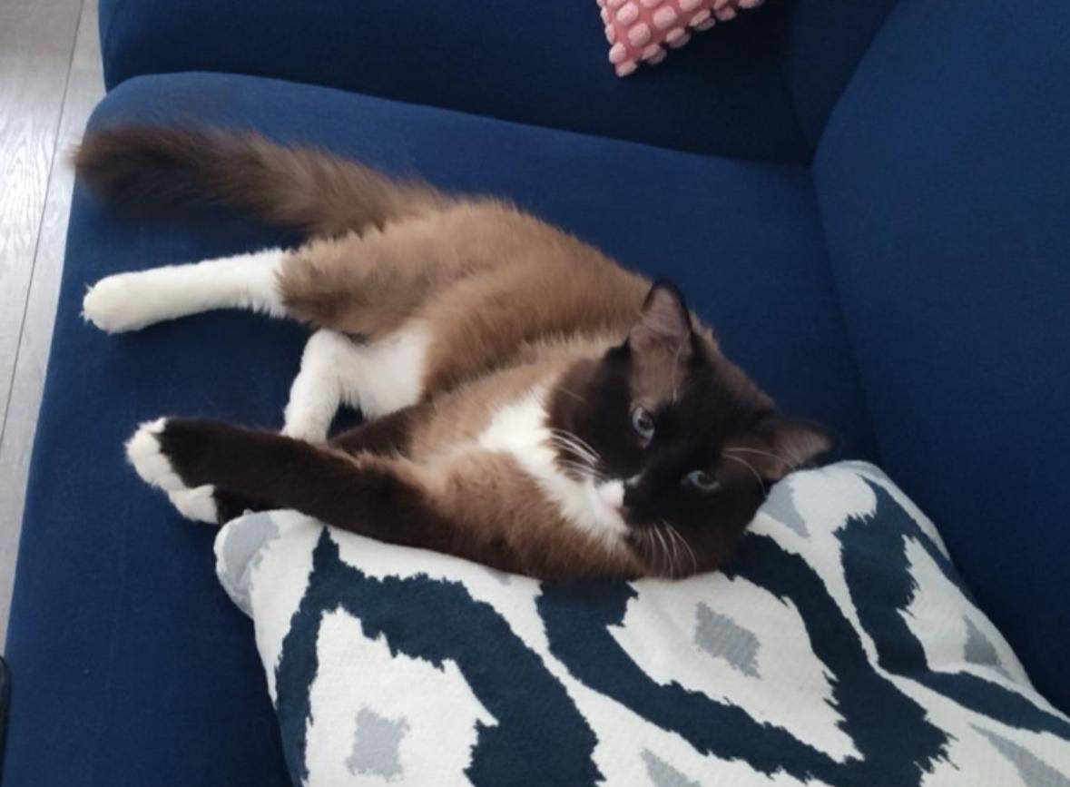 Mr Man (Odie), a Adoptable Ragdoll in Murrieta, CA image 2/5