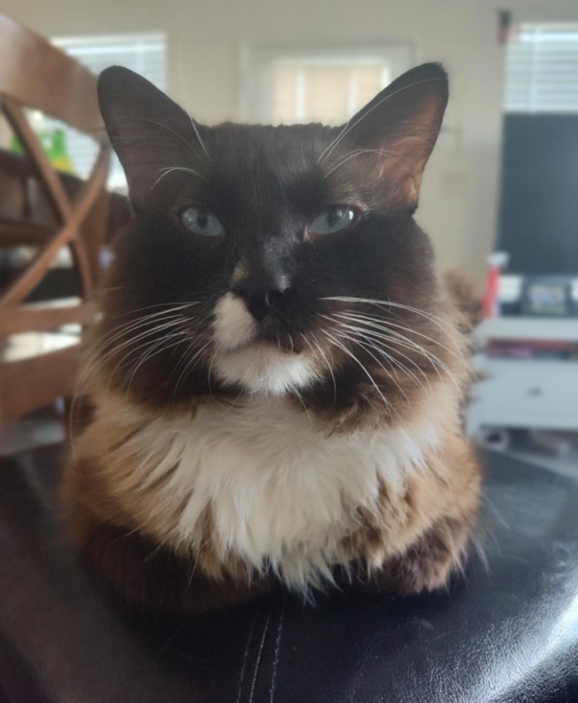 Mr Man (Odie), a Adoptable Ragdoll in Murrieta, CA image 4/5