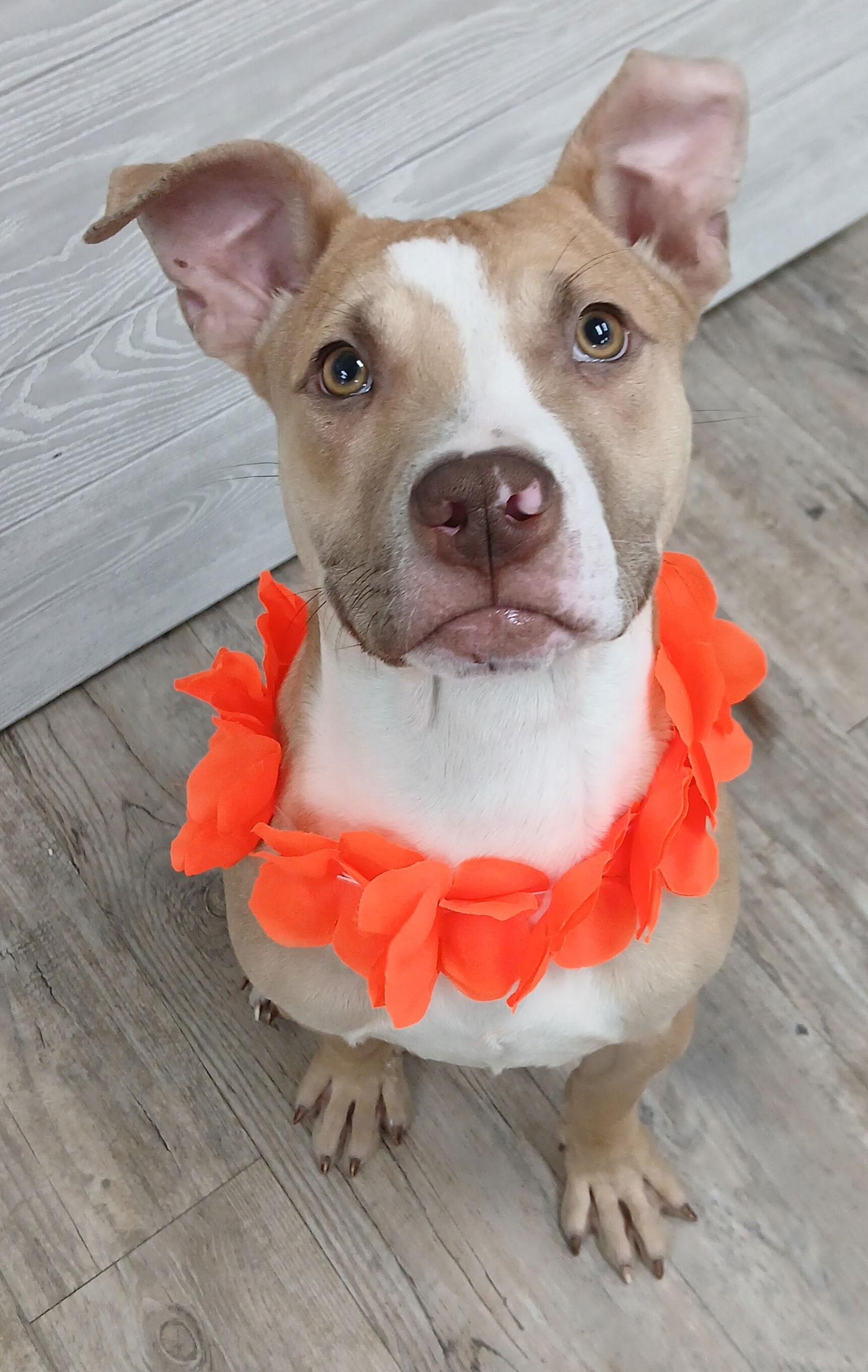 Marley *Available soon*, Adoptable, Young Male Terrier.