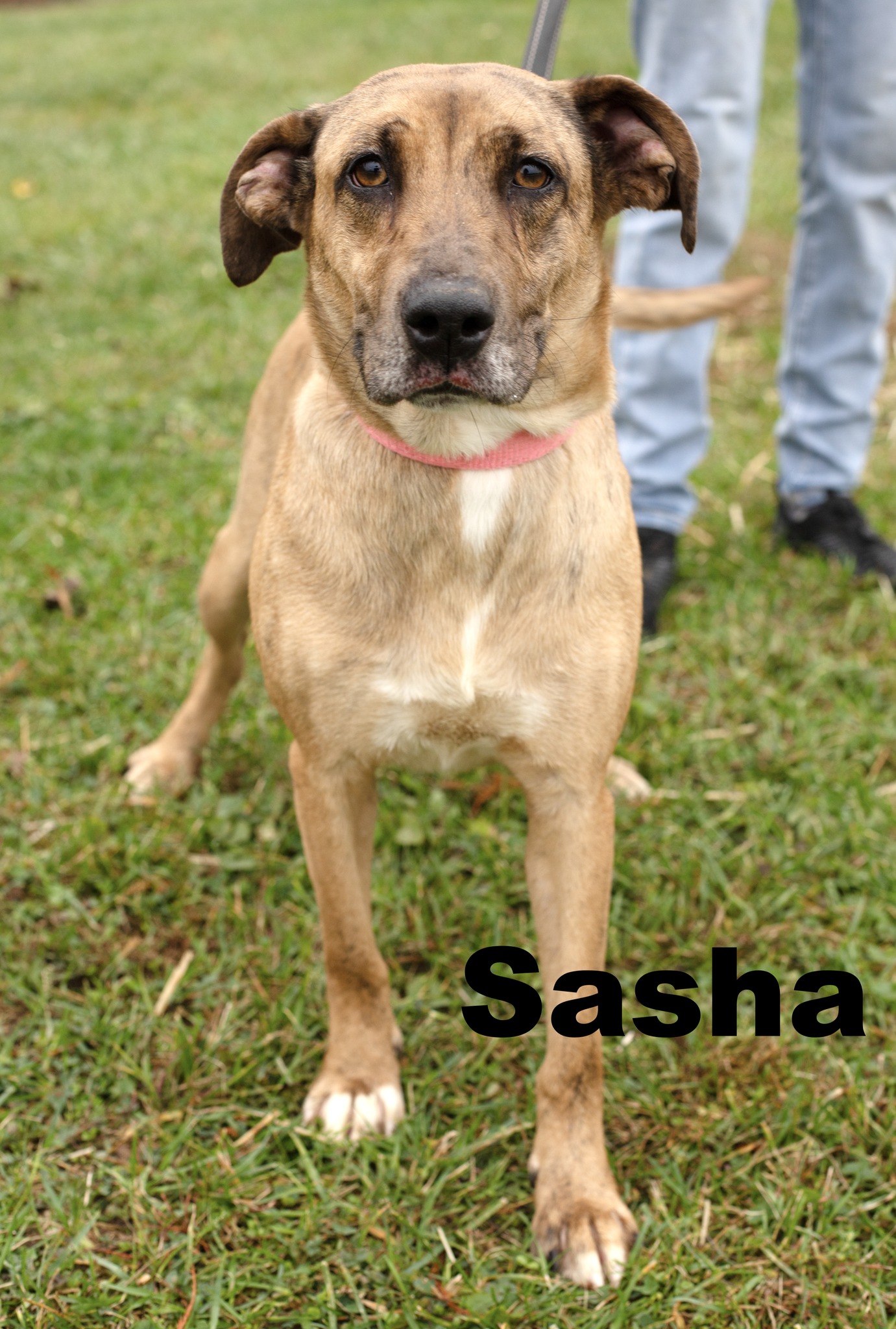 Sasha, Young Female Mixed Breed
