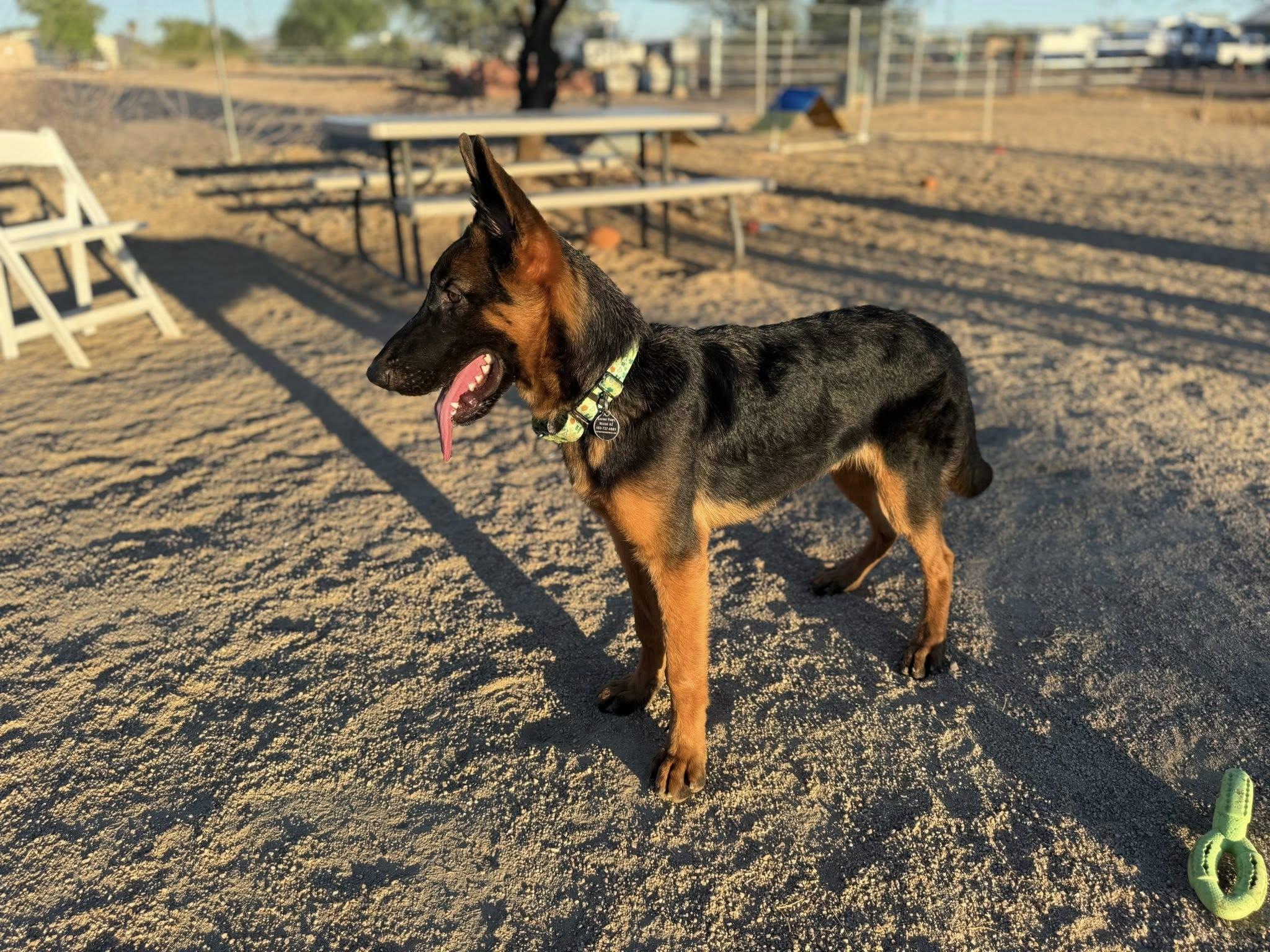 Tonka, adopted, Young Male German Shepherd Dog.