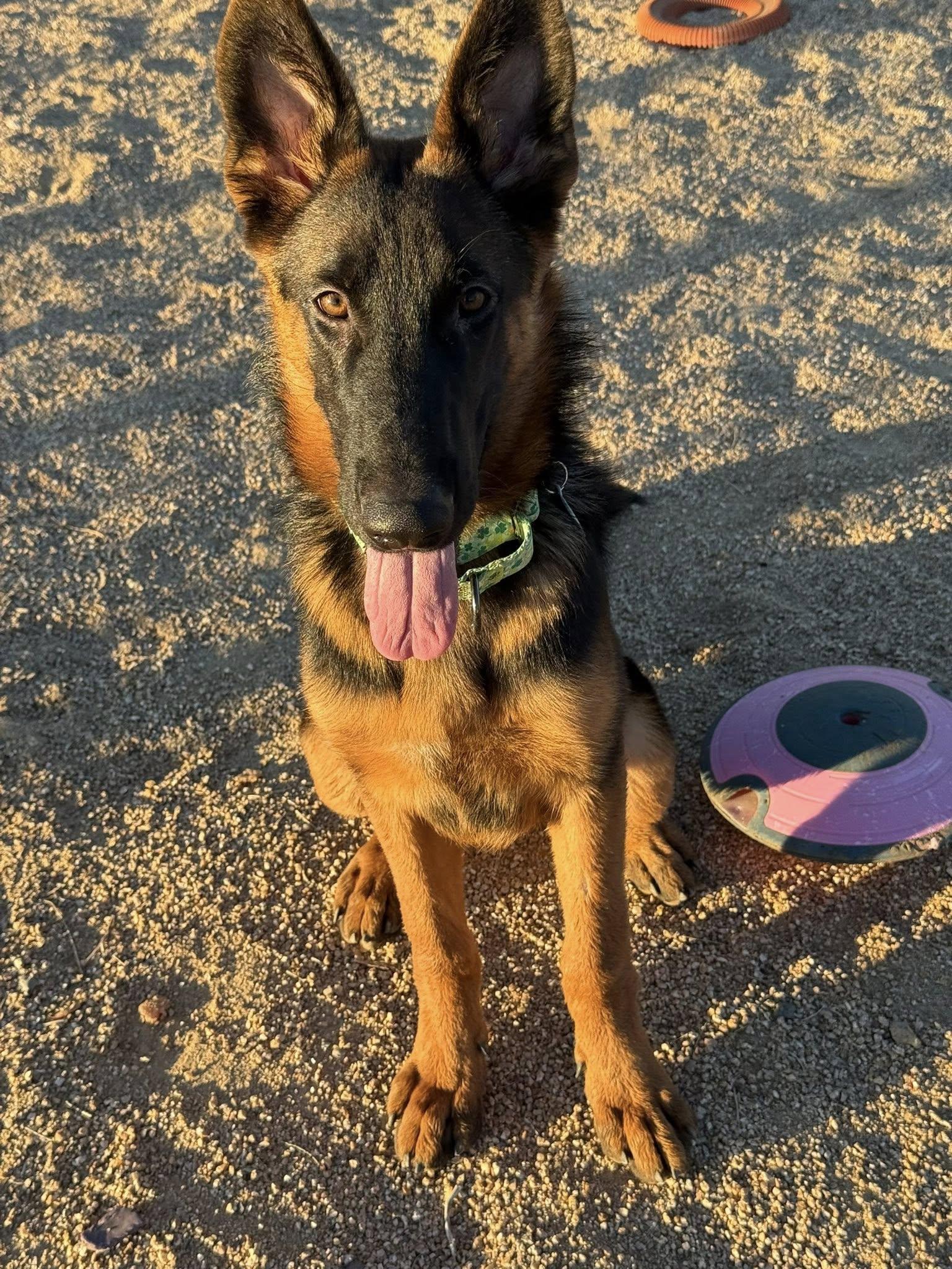 Enlarge Tonka, an adopted mixed breed in Glendale, AZ image 2/5