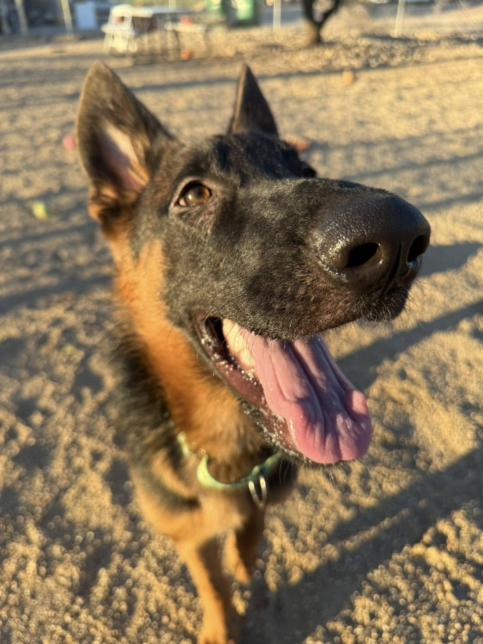 Enlarge Tonka, an adopted mixed breed in Glendale, AZ image 4/5