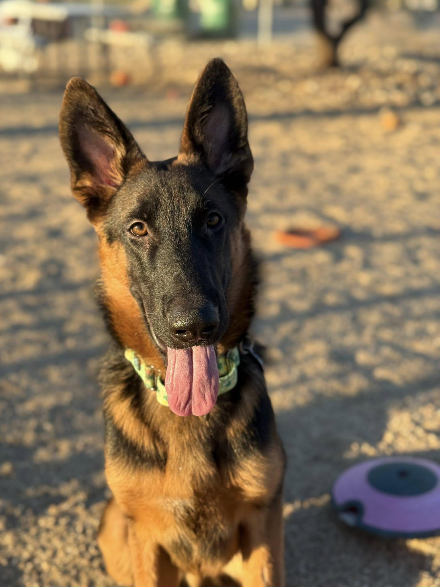 Enlarge Tonka, an adopted mixed breed in Glendale, AZ image 5/5