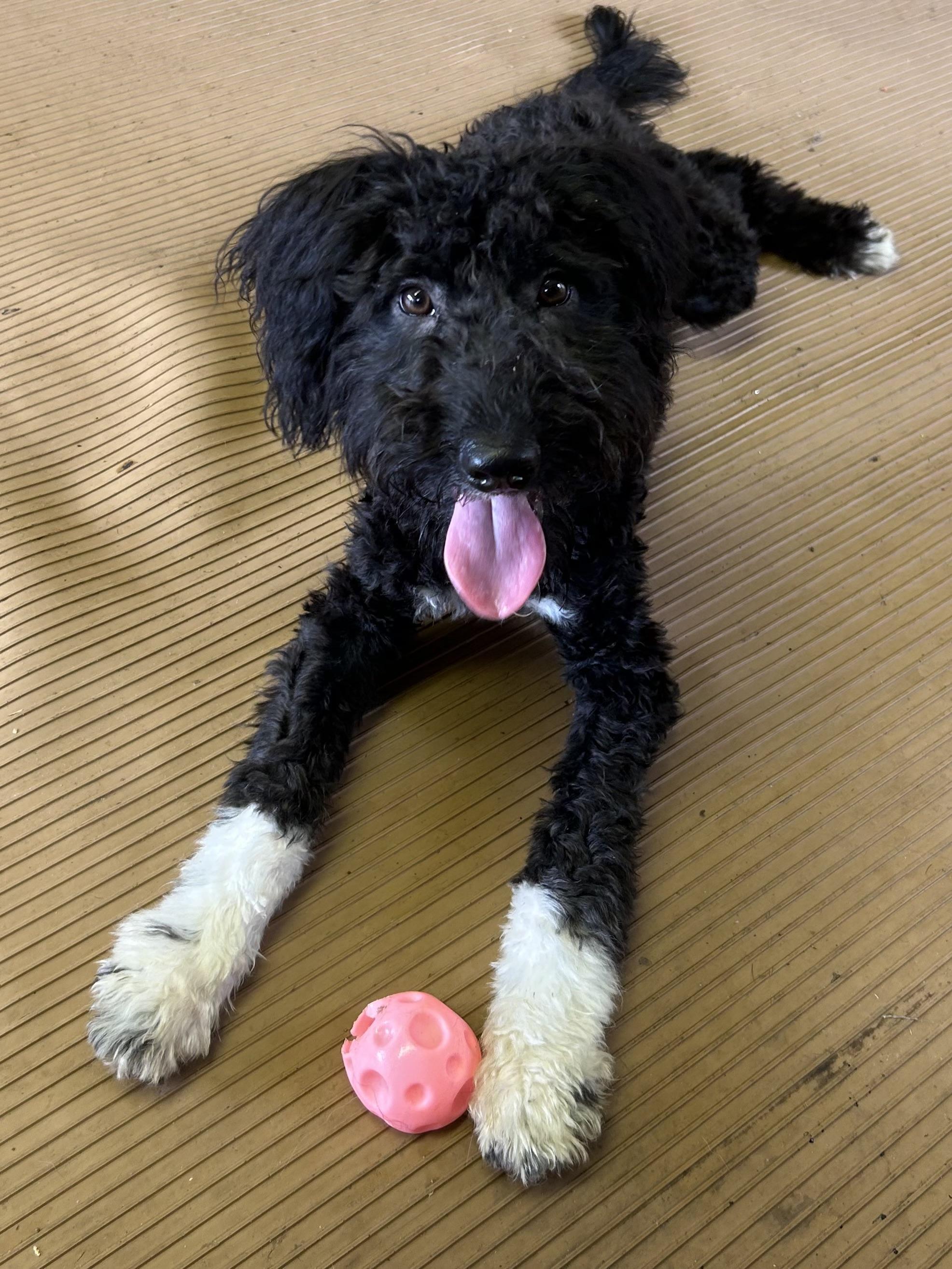 FLIP (mini) 18lbs, Adopted, Young Male Aussiedoodle.