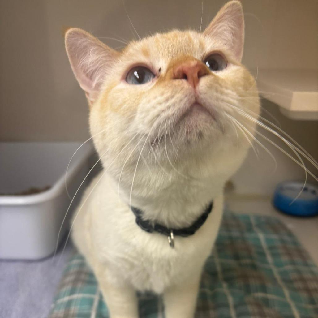 Snowball, Adoptable, Young Male Siamese & Domestic Short Hair.