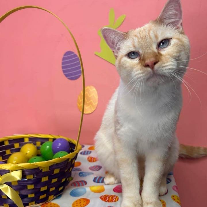 Enlarge Snowball, a Adoptable mixed breed in Drumheller, AB image 2/2