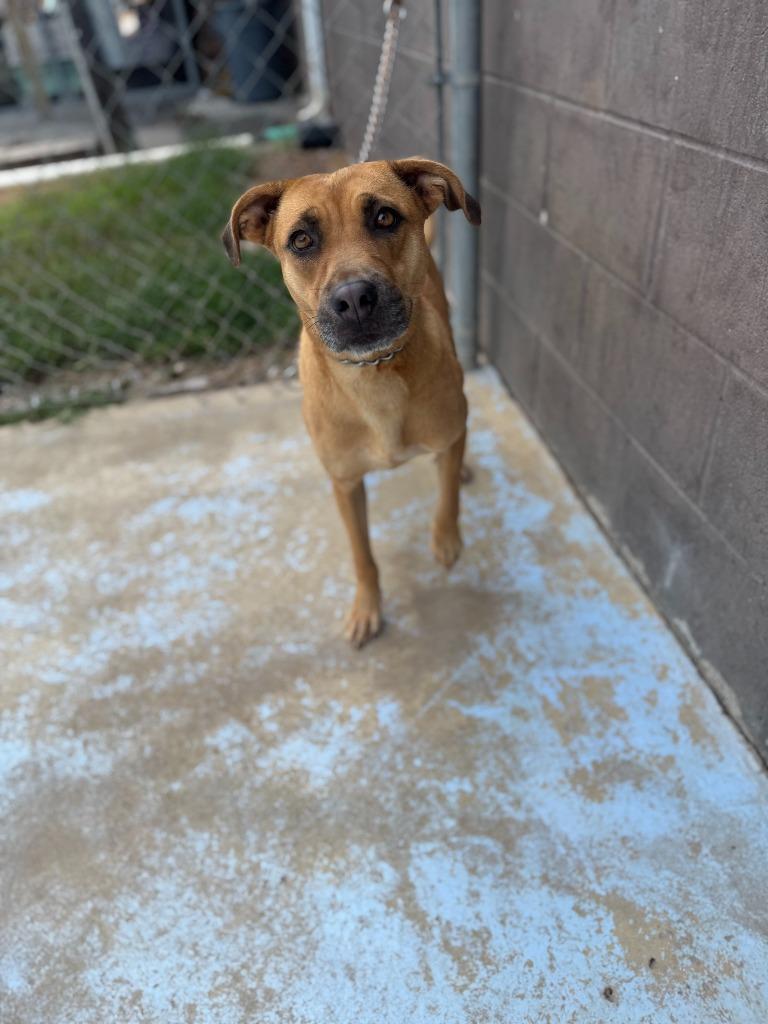 Enlarge Sandy, a Adoptable mixed breed in Russellville, KY image 1/2