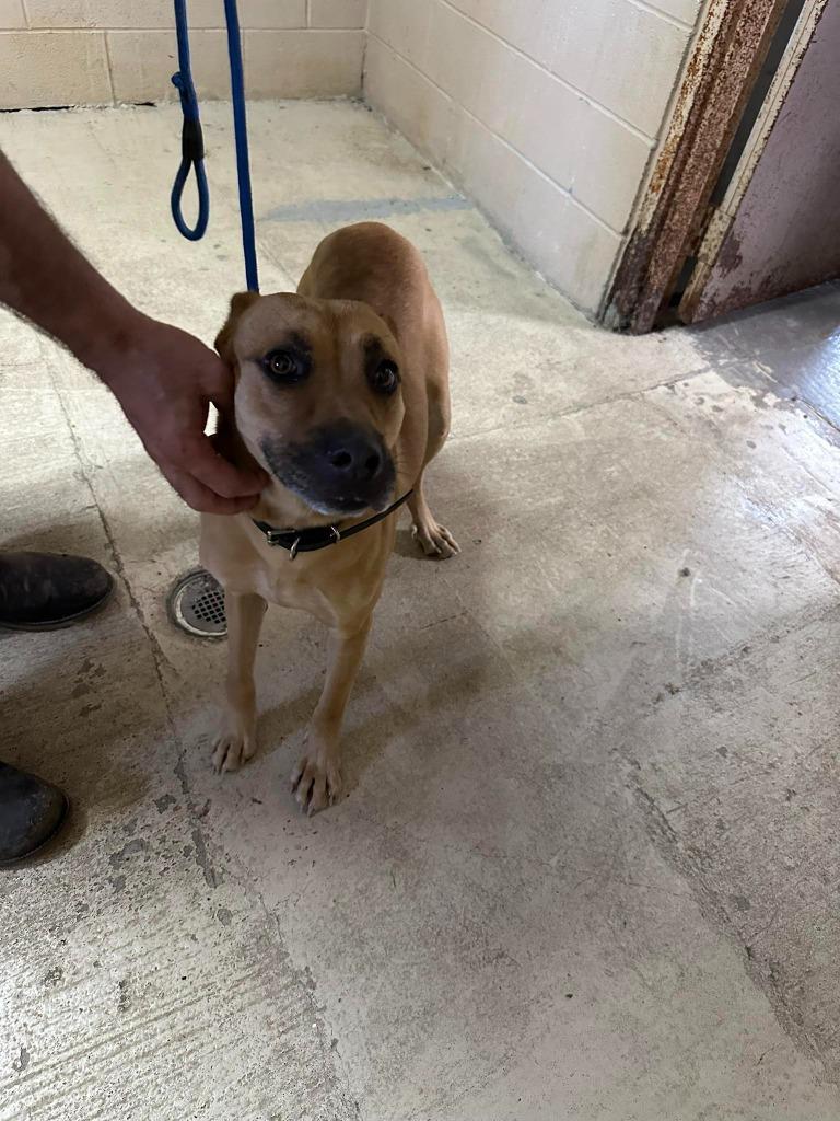 Enlarge Sandy, a Adoptable mixed breed in Russellville, KY image 1/2