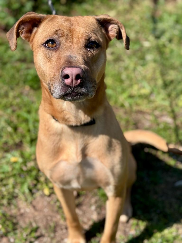 Enlarge Sandy, a Adoptable mixed breed in Russellville, KY image 2/4