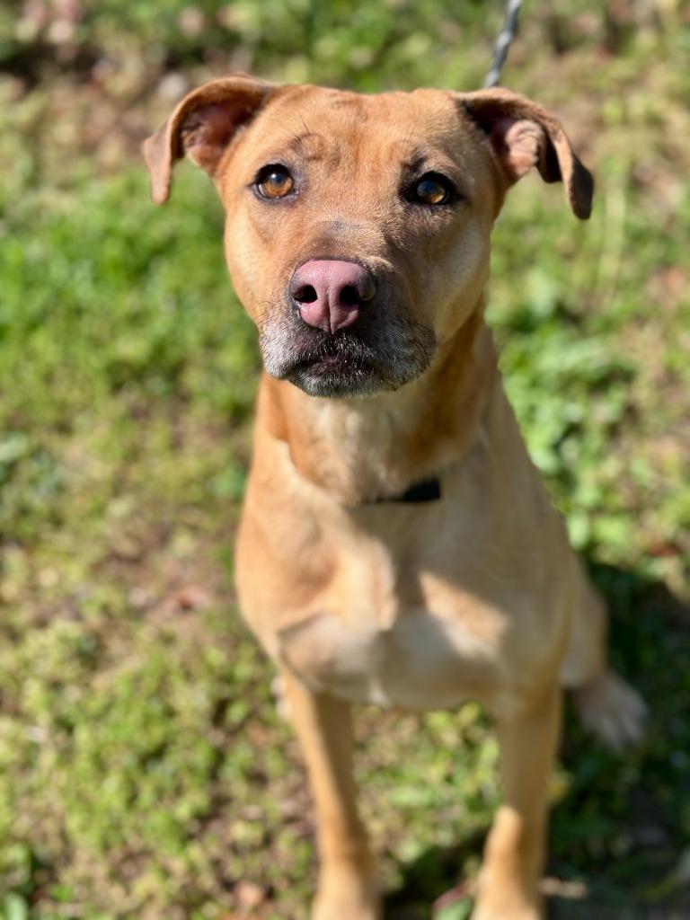 Enlarge Sandy, a Adoptable mixed breed in Russellville, KY image 4/4