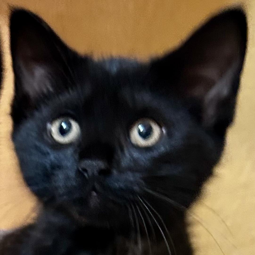 Avocado, Baby Female Domestic Short Hair
