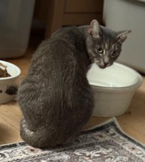 Aanya (sweet silver tabby)