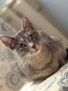 Aanya (sweet silver tabby)