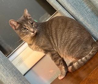 Aanya (sweet silver tabby)