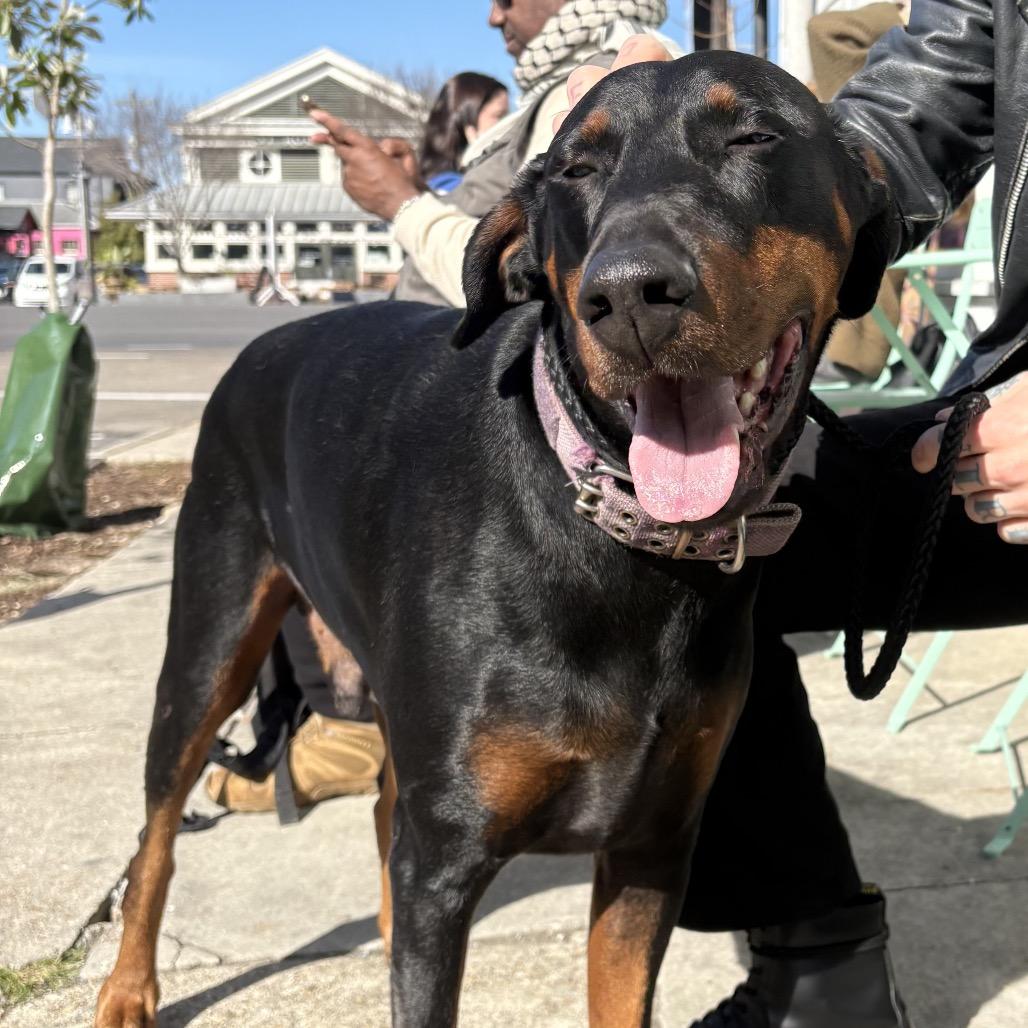 Prince Westmere (Benefactor Dog)